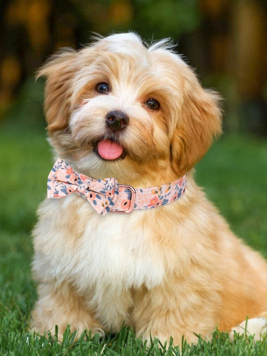 Engravable Dog Collar & Leash Set