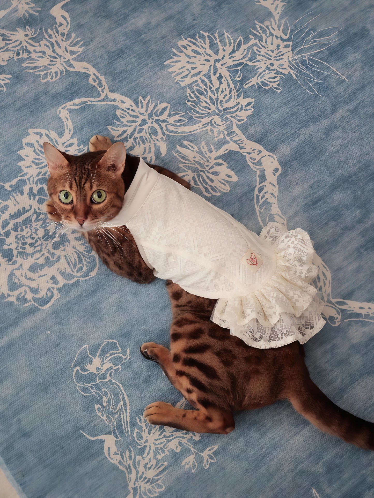 Chico studio Plaid Lace Dog Dress