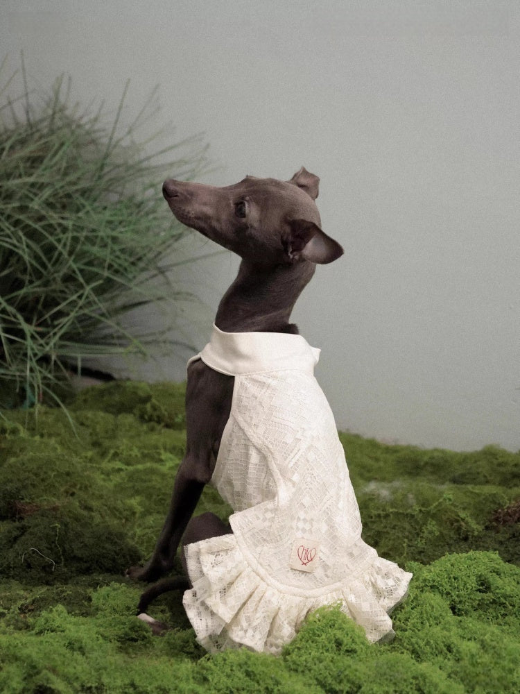 Chico studio Plaid Lace Dog Dress