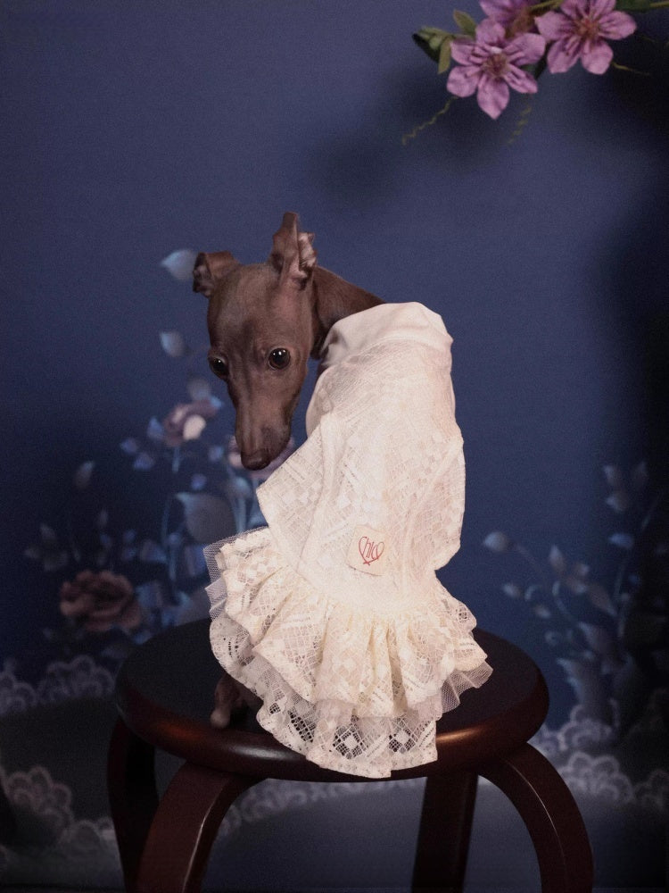 Chico studio Plaid Lace Dog Dress