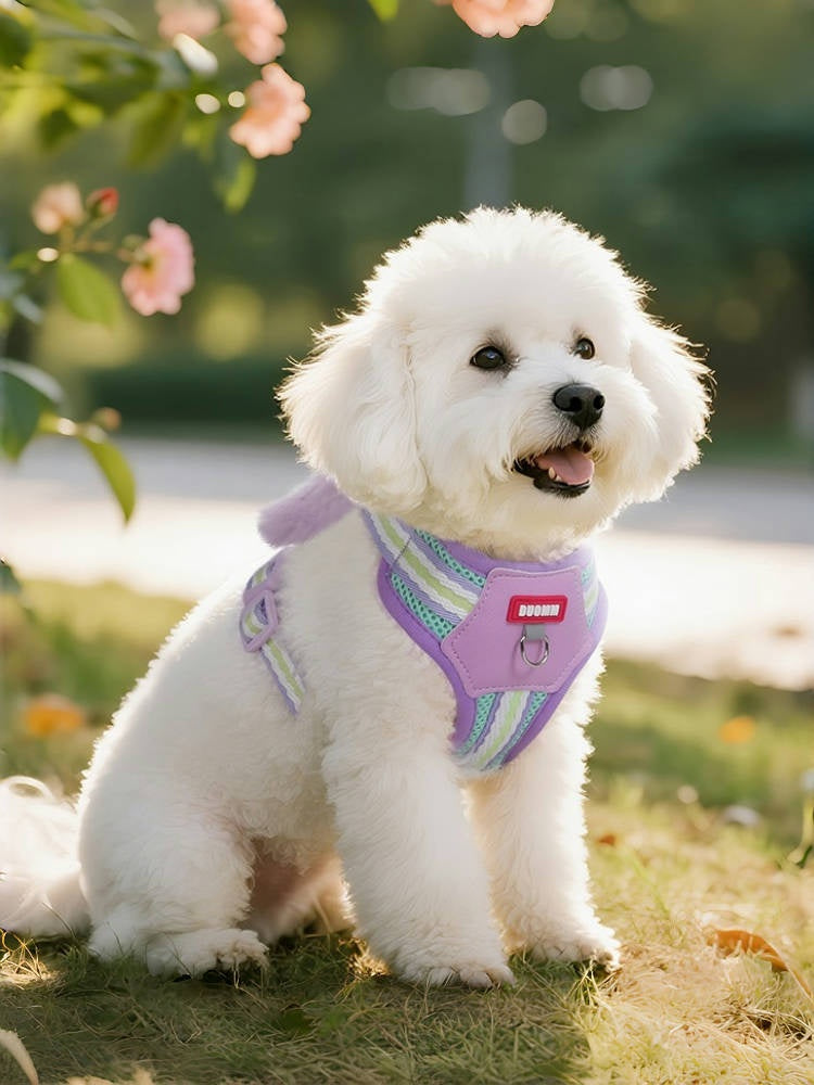 Dopamine Colorblock Breathable Dog Harness & Leash