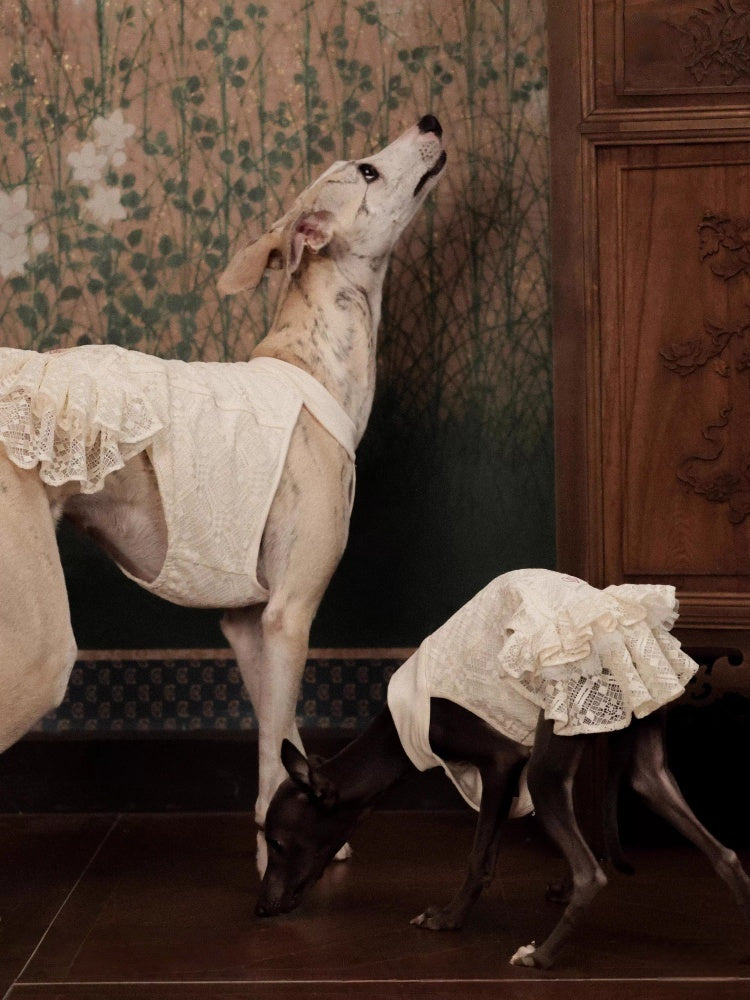 Chico studio Plaid Lace Dog Dress