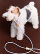 Adjustable Slip Lead Dog Leash