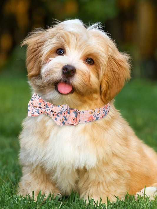 Personalized Dog Collar & Leash Set