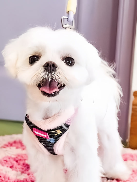 Warm Denim Vest Harness & Leash Set